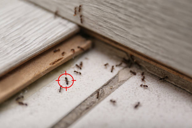 Best Cockroach Control Services  in Port Ludlow, WA